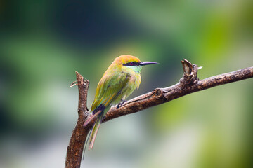 Sticker - A beautiful green bee-eater (Merops orientalis) bird close up