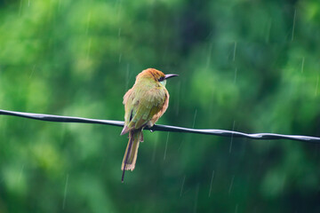 Wall Mural - A beautiful green bee-eater (Merops orientalis) bird close up