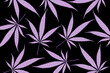 Muster aus lilafarbenen Hanfblättern  auf schwarzem hintergrund