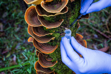 researcher taking samples of moss and fungi in temperate rainforests of australia