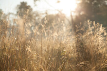 Morning Sunlight Shining On Grass By The Roadside