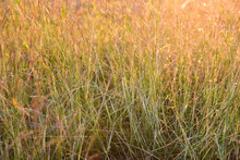 Een Lawn Grass Abstract  Texture On The Evening Sunset Background.