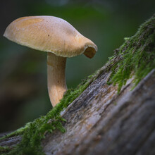 A Toadstool Growing In The Forest