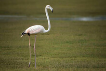 Greater Flamingo.Phoenicopterus Roseus. Flamingo Portrait.
