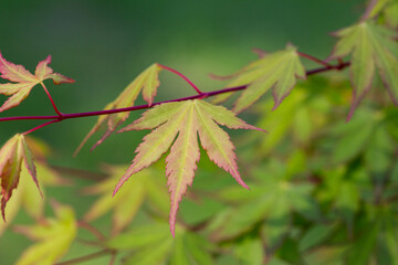 green spring leaves of amur maple tree. japanese maple acer japonicum leaves on a natural background
