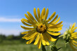 Compass plant closeup with blue sky at Somme Prairie Grove in Northbrook, Illinois.