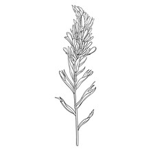 Outline Castilleja Or Indian Paintbrush Flower, Bud And Leaves In Black Isolated On White Background. 