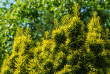 Yew Taxus Baccata Fastigiata Aurea (English Yew, European Yew) New Bright Green With Yellow Stripes Foliage In Summer Garden As Natural Background. Selective Focus. Nature Concept For Design