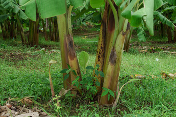 Wall Mural - Banana farm in rainy season, bananas have beautiful fruit.