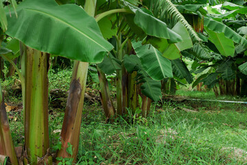 Wall Mural - Banana farm in rainy season, bananas have beautiful fruit.