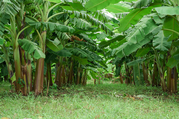 Wall Mural - Banana farm in rainy season, bananas have beautiful fruit.