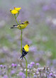 Male and Female American Goldfinches perched on a Goatsbeard stem