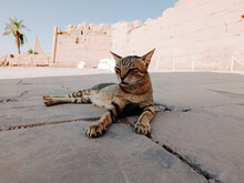 Egyptian Sacred Cat Near An Ancient Ruin With Palms
