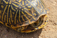 Close-up Of An Ornate Box Turtle - Eastern Plains Of  Colorado