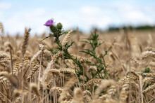Sharp Blooming Thistle In A Blurred Ripe Cornfield In Summer