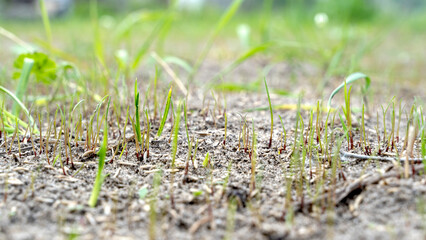 Spring photography, young shoots of cereals. Ripening wheat. Green shoots of photosynthesis under the bright sun. Phosphorus and nitrogen fertilizers introduced