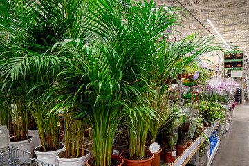  View of tall potted houseplants in a garden shop. The store sells various green plants. Planting of green spaces and seedlings