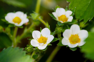 Wall Mural - Image of flowers of strawberry