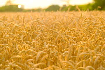 Ripe wheat field with golden spikelets at bright sunrise in early summer morning. Seasonal harvest and agriculture in countryside closeup