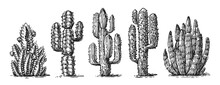 Cactus Hand Drawn Sketch Set Vector. Mexican Wild Cacti With Thorns And Desert Plants. Design Elements For Western Concept