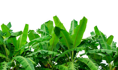 green banana leaf isolated on white sky, beauty in nature background