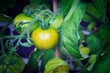 Grüne Tomaten - Unreif - Ecology - Tomato - High quality photo