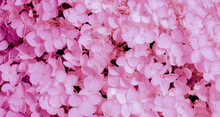 Hydrangea Flowers Close-up On Background In Pink