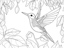Bird, Hummingbird In A Blooming Garden. Raster, Page For Printable Children Coloring Book.