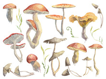Collection Of Detailed Hand Painted Mushrooms And Green Leaves Isolated On White Background. Watercolor Botany Illustrations