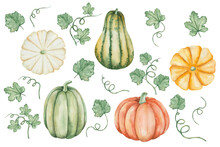 Watercolor Illustration Of Hand Painted Green, Yellow, Orange Pumpkins, Squash With Leaves, Tendrils. Autumn Harvest Of Vegetables. Isolated Food Clip Art For Thanksgiving Cards, Halloween Prints
