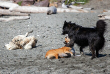 Furry Friends Wresting At Dog Park On Beach