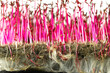 Mold and rot close up on the white roots and red sprouts microgreen of amaranth. Problems of growing useful shoots arising from improper plant care.