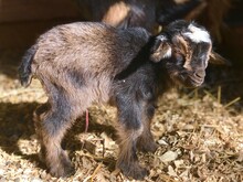 New Born Baby Goat