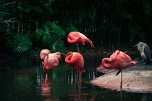 A Flock Of Pink American Flamingos Near A Small Pond.