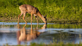 Fototapeta Zwierzęta - Roe deer, capreolus capreolus, drinking from splash with reflection in water. Female mammal bending neck to the marsh in spring. Hind standing on flood in sunligt.