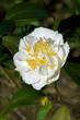 Cream Puff fragrant camellia (Camellia japonica 'Cream Puff')