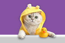 Funny White Cat In A Yellow Coat, Looks Out Of The Shell With A Yellow Rubber Duck On A Purple Background.
