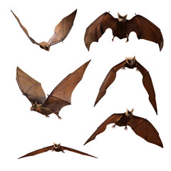 Wall Mural - Collection of Bats