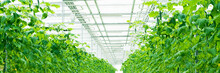 Growing Green Cucumbers In A Large And Bright Greenhouse. Small Green Cucumbers On The Farm. Web Banner