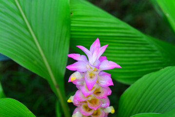 Wall Mural - Purple blooming Curcuma parviflora flower