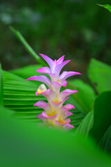 Wall Mural - Purple blooming Curcuma parviflora flower