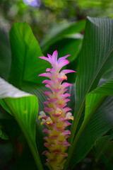 Wall Mural - Purple blooming Curcuma parviflora flower