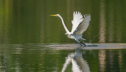 Great egret on the lake eating fish