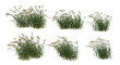 Grass blossoms on a white background