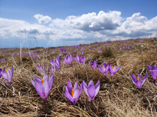 Blooming Purple Carpets Of Crocuses In Spring On Kopaonik Mountain In Serbia