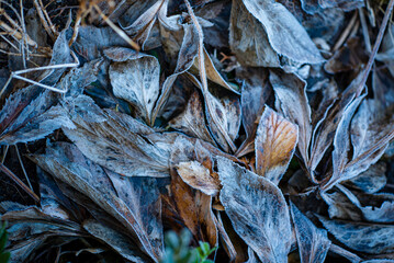 Poster - frozen plants in the garden