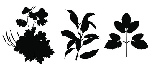 Wall Mural - Set of silhouette of beautiful plants, leaves, plant design. Vector illustration. Silhouettes of plants for design vector