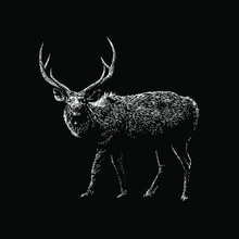 Sambar Deer Hand Drawing Vector Illustration Isolated On Black Background