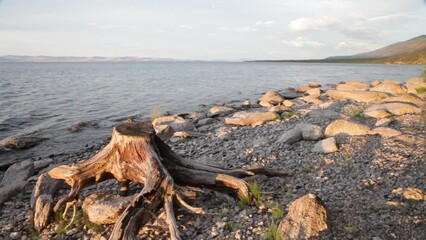 Wall Mural - Summer landscape of Lake Baikal at dawn. Stump of an old tree for tourists to relax on the pebble beach of the Small Sea with clear water in the early sunny morning. Travel and hiking along the lake