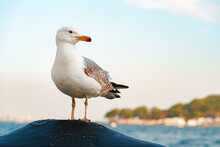 Seagull Bird Standing On The Seashore Rock In Istanbul.